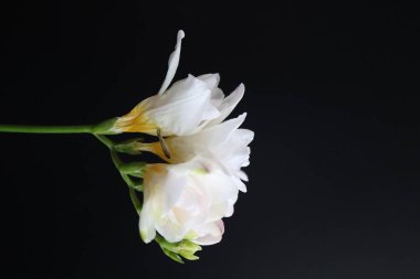 Freesia 'nın dikey yakın çekimi siyah bir arkaplanda izole edilmiş.
