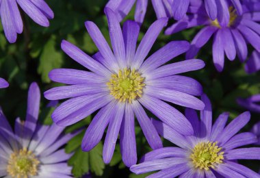 Bahçede büyüyen güzel Anemone Blanda 'Blue Shades'