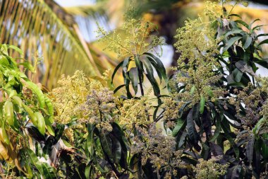 Bulanık bir arka planda yeşil bitki yapraklarının manzarası.