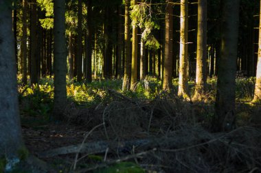 Ağaçların gölgesi olan güzel yeşil orman manzarası