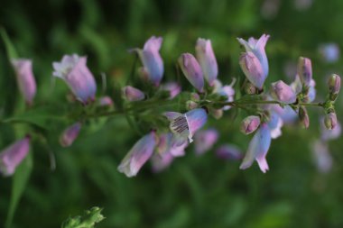 Açık mor Penstemon kobaea (Prairie Penstemon) çiçeğinin yeşil bir alanda sığ bir odağı