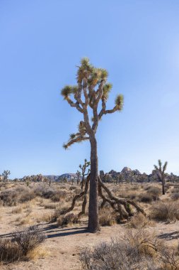 Doğal ortamdaki josuha ağaçları
