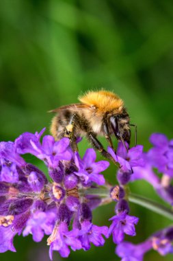 Mor bir çiçeği bulanık bir arkaplanda tozlaştıran bir yaban arısının yakın plan çekimi.