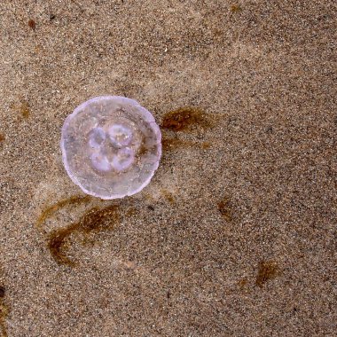 Kumsaldaki bir denizanasının manzarası.