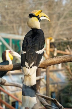 Bir dalda bir Hornbill 'in yakın çekimi