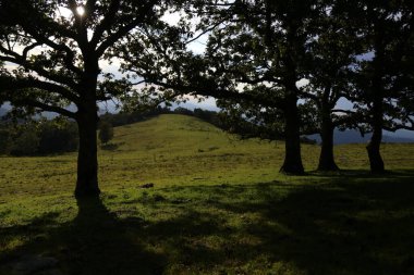 Güneşli bir günde güzel bir ormanın alçak açılı manzarası