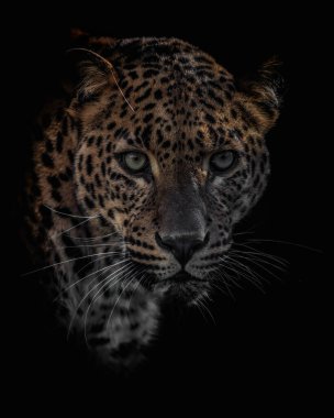 Karanlıktan çıkan Sri Lankalı bir leopar vahşi kedinin manzaralı bir görüntüsü.