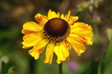 Sarı bir Helenyum çiçeğine yakın plan, bahçedeki büyük başlı zırhlı reçine arısı, Heriades truncorum dişisi,