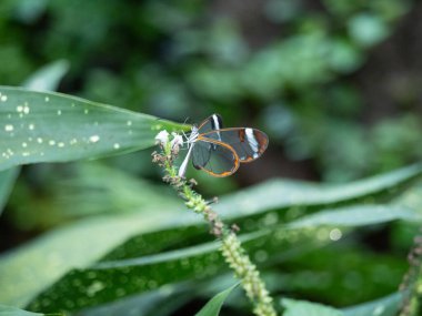 Yapraklardan oluşan bulanık bir arkaplanda bir bitkinin üzerinde oturan bir cam kelebeğin yakın plan fotoğrafı.