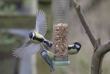 A selective focus shot of blue tits gathering near the feeder