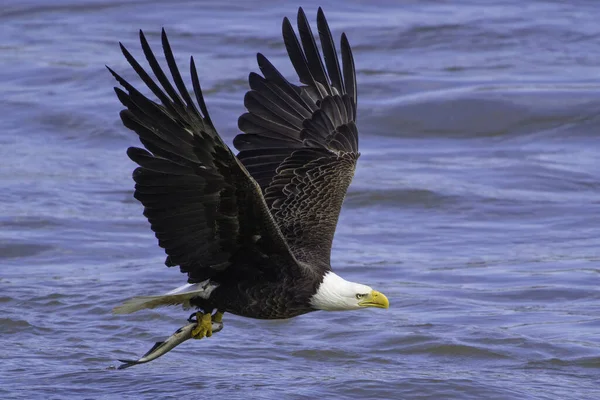 Tiro Tirar Fôlego Uma Águia Careca Pesca Voo — Fotografia de Stock