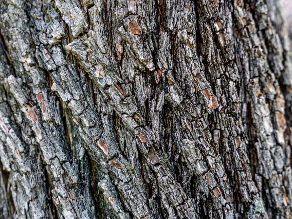 Primer Plano Una Textura Corteza Árbol —  Fotos de Stock