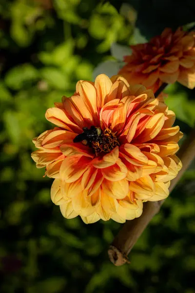 Selektywne Ujęcie Pomarańczowej Dahlii — Zdjęcie stockowe