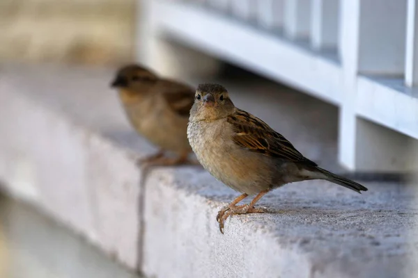 Closeup Shot Small Lovely House Sparrow — Stock Photo, Image