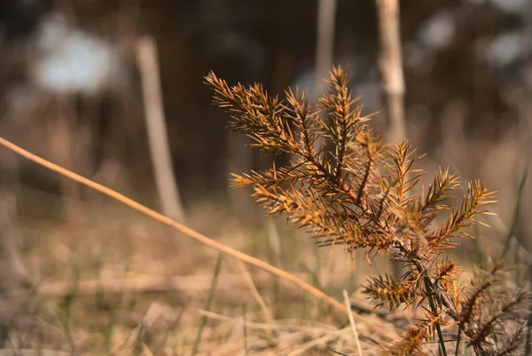 Bulanık Bir Arka Planda Kuru Bir Sonbahar Ladin Dalının Yakın — Stok fotoğraf