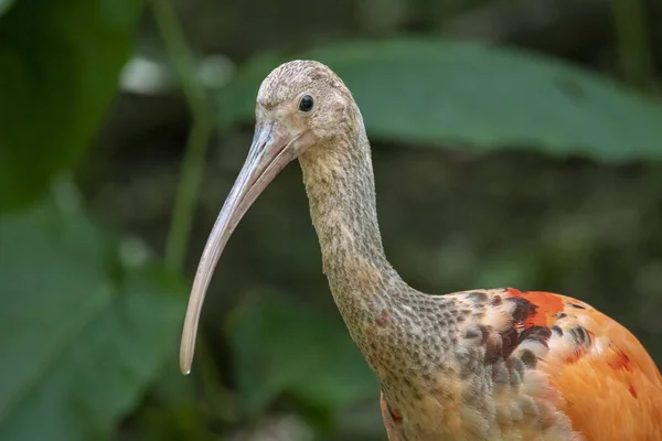 Zbliżenie Szkarłatnego Ibis Lesie — Zdjęcie stockowe