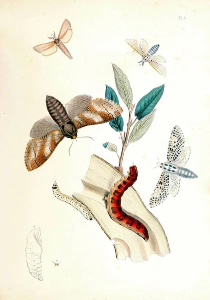 Vintage Illustrasjon Sommerfugler Biologilitteratur – stockfoto