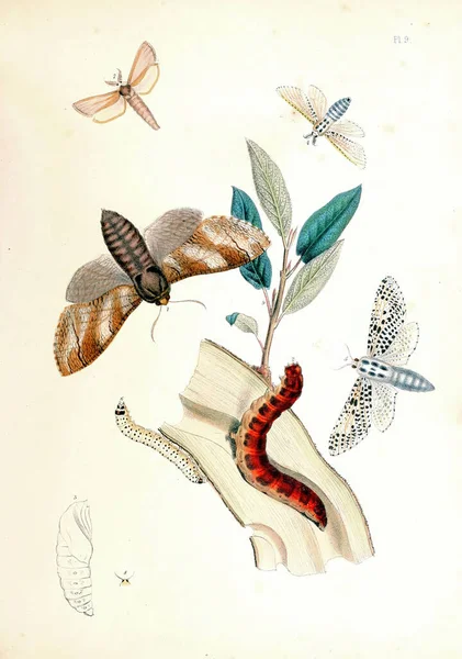 Une Illustration Vintage Papillons Pour Une Littérature Biologie — Photo