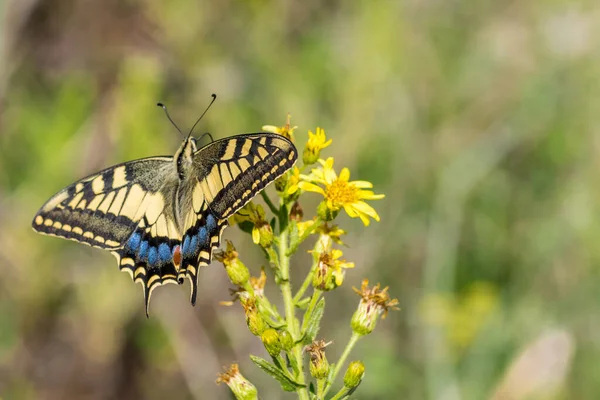 Macro Shot Beautifulmaltese Swallowtail Butterfly Papilio Machaon Melitensis Feeding Yellow — Stock Photo, Image