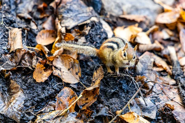 Ένα Κοντινό Πλάνο Ενός Σκίουρου Στο Έδαφος Πεσμένα Φύλλα Και — Φωτογραφία Αρχείου