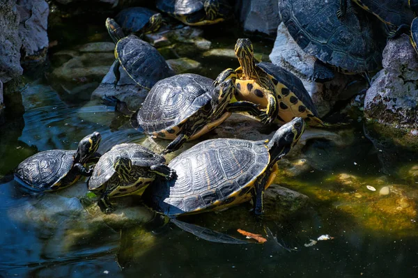 Группа Очаровательных Водных Черепах Скалах Озере — стоковое фото