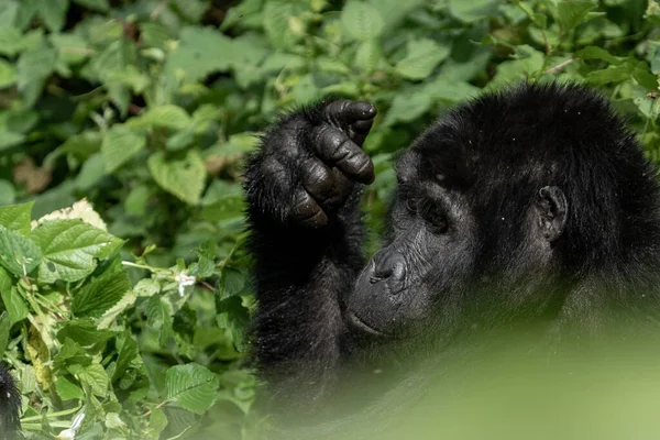 Lindo Gorila Capturado Uganda — Foto de Stock