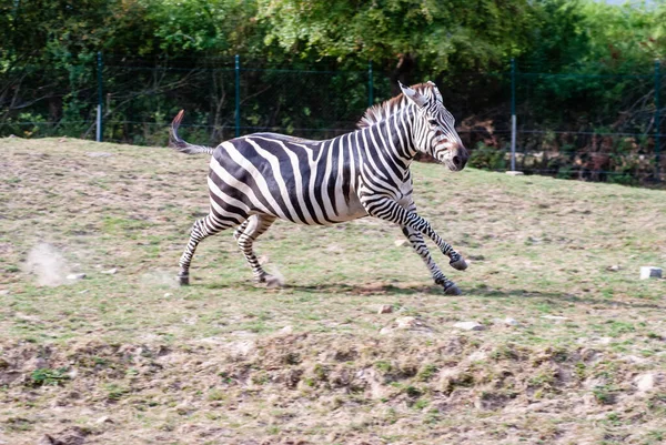 Zebra Corre Campo — Fotografia de Stock