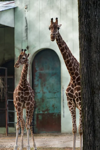Two cute giraffes with long necks in their area of the zoo