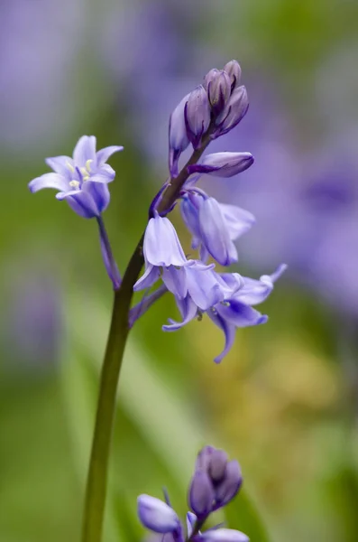 Bonito Bluebells Florescendo Primavera Entre Outros Bluebells — Fotografia de Stock