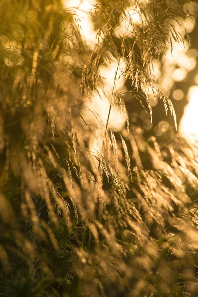 Colpo Verticale Orecchie Segale Alla Luce Del Sole — Foto Stock