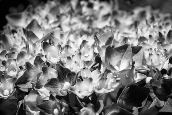 Eine Graustufenaufnahme Eines Blumenstraußes — Stockfoto