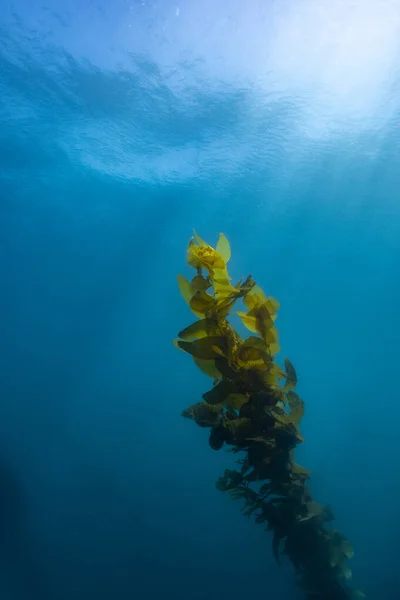 Прекрасний Знімок Підводної Природи — стокове фото