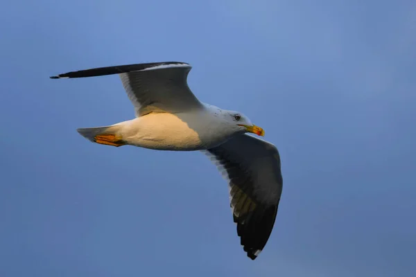 Colpo Angolo Basso Gabbiano Volo — Foto Stock