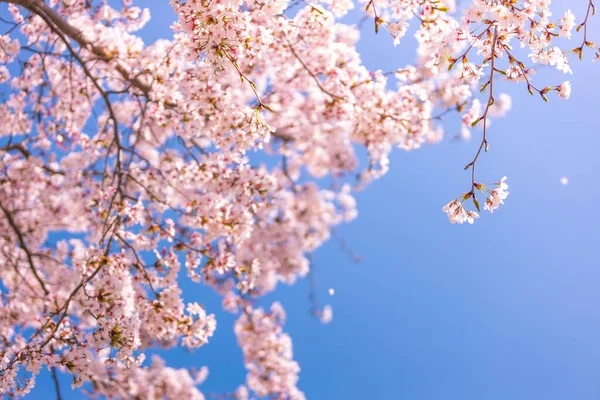 Весенний Цветок Вишни Корее — стоковое фото