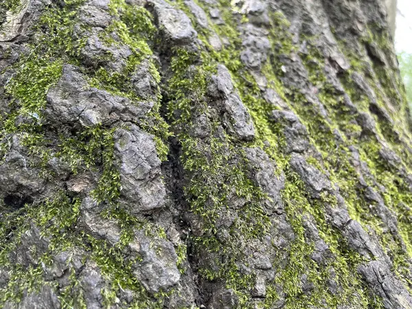 Крупный План Коры Дерева Лесу — стоковое фото