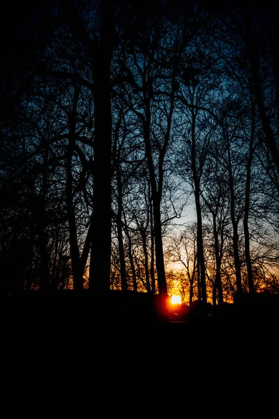 Tiro Vertical Pôr Sol Através Silhuetas Dos Galhos Árvore Floresta — Fotografia de Stock