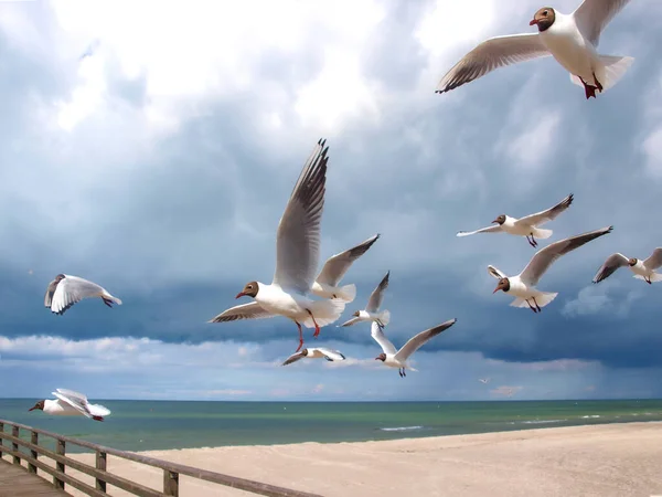 Een Prachtig Uitzicht Meeuwen Die Vliegen Lucht Zee — Stockfoto