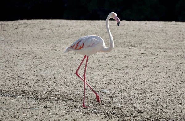 Adorável Flamingo Maior Caminhando Margem Lago Dubai Emirados Árabes Unidos — Fotografia de Stock