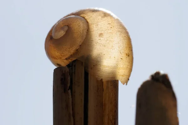 Close Concha Caracol Vazio Translúcido Contra Céu Ensolarado Sem Nuvens — Fotografia de Stock