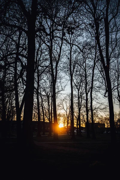 Uma Silhueta Vertical Árvores Parque Durante Pôr Sol — Fotografia de Stock