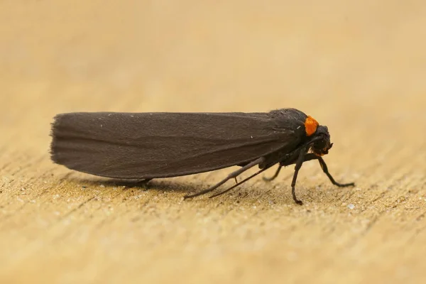 Detailed Closeup Black Colored Red Necked Footman Atolmis Rubricollis Sitting — Stock Photo, Image