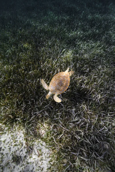 Красивый Снимок Черепахи Подводной Природе — стоковое фото