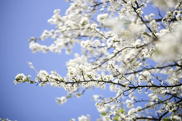Tiro Ângulo Baixo Uma Flor Cereja Branca Sob Céu Azul — Fotografia de Stock