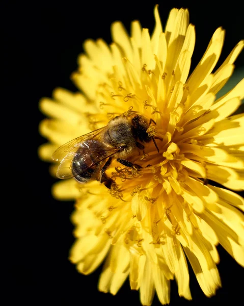 Kara Arka Planda Karahindiba Çiçeğinin Üzerindeki Bal Arısının Dikey Yakın — Stok fotoğraf