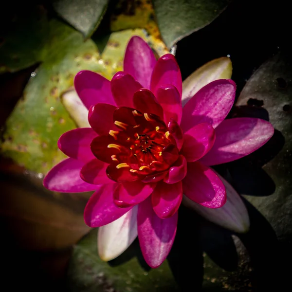 Closeup Shot Blooming Bright Pink Lily Flower — Stock Photo, Image