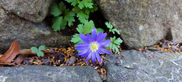 Flor Violeta Azul Entre Rocas — Foto de Stock