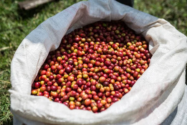 Closeup Shot Coffee Seeds Kenya Sunlight White Sack Sunny Day — Stock Photo, Image