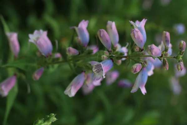 在绿地中浅浅的浅紫色菊花 草原菊花 — 图库照片