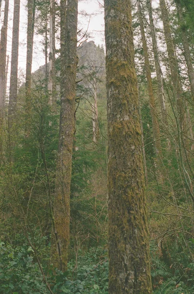 Een Verticaal Schot Van Groene Bomen Het Bos — Stockfoto