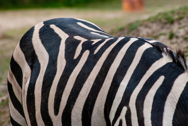 詳細と野生のゼブラの体に黒い線のクローズアップショット — ストック写真